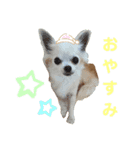 こんにちわわ2（個別スタンプ：8）