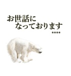 リアル写実絵画風ふわもふシロクマメガネ（個別スタンプ：11）