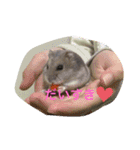 ハムスターのしらちゃんとサフィー（個別スタンプ：9）