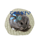 ハムスターのしらちゃんとサフィー（個別スタンプ：10）