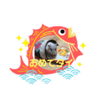 ハムスターのしらちゃんとサフィー（個別スタンプ：15）