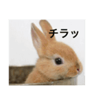 普段使いできるウサギのスタンプ（個別スタンプ：2）