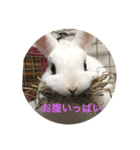 普段使いできるウサギのスタンプ（個別スタンプ：4）