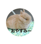 普段使いできるウサギのスタンプ（個別スタンプ：8）