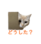 かわいい猫の写真で悪ふざけスタンプ（個別スタンプ：4）