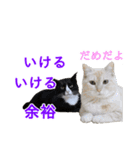 かわいい猫の写真で悪ふざけスタンプ（個別スタンプ：18）