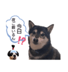 柴犬とフレブル（個別スタンプ：1）