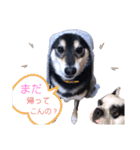 柴犬とフレブル（個別スタンプ：2）