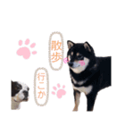 柴犬とフレブル（個別スタンプ：3）