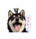 柴犬とフレブル（個別スタンプ：4）