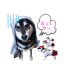 柴犬とフレブル（個別スタンプ：5）