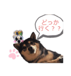 柴犬とフレブル（個別スタンプ：6）