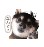 柴犬とフレブル（個別スタンプ：7）