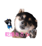 柴犬とフレブル（個別スタンプ：8）