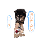 柴犬とフレブル（個別スタンプ：9）