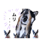 柴犬とフレブル（個別スタンプ：10）
