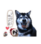 柴犬とフレブル（個別スタンプ：11）