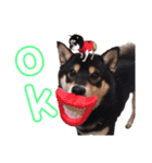 柴犬とフレブル（個別スタンプ：13）