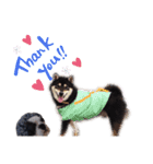 柴犬とフレブル（個別スタンプ：14）