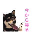 柴犬とフレブル（個別スタンプ：15）
