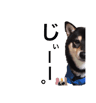 柴犬とフレブル（個別スタンプ：16）