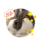 お茶目なkokkochan(2)（個別スタンプ：3）