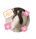 お茶目なkokkochan(2)（個別スタンプ：4）