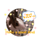 お茶目なkokkochan(2)（個別スタンプ：5）