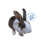 お茶目なkokkochan(2)（個別スタンプ：15）