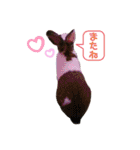 お茶目なkokkochan(2)（個別スタンプ：17）