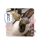お茶目なkokkochan(2)（個別スタンプ：31）