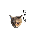 船長と船長猫のスタンプ（個別スタンプ：11）