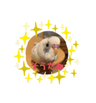 インコのフクちゃん2（個別スタンプ：1）