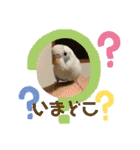 インコのフクちゃん2（個別スタンプ：2）