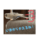 インコのフクちゃん2（個別スタンプ：3）