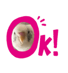 インコのフクちゃん2（個別スタンプ：5）