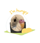 インコのフクちゃん2（個別スタンプ：10）