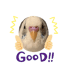 インコのフクちゃん2（個別スタンプ：11）
