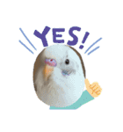 インコのフクちゃん2（個別スタンプ：12）