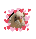 インコのフクちゃん2（個別スタンプ：20）