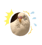 インコのフクちゃん2（個別スタンプ：21）