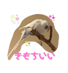 インコのフクちゃん2（個別スタンプ：23）
