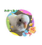インコのフクちゃん2（個別スタンプ：25）