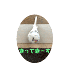 インコのフクちゃん2（個別スタンプ：28）