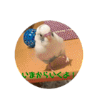 インコのフクちゃん2（個別スタンプ：30）