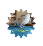 インコのフクちゃん2（個別スタンプ：33）
