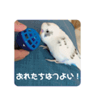 インコのフクちゃん2（個別スタンプ：34）