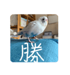 インコのフクちゃん2（個別スタンプ：35）