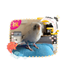 インコのフクちゃん2（個別スタンプ：37）