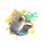 インコのフクちゃん2（個別スタンプ：39）